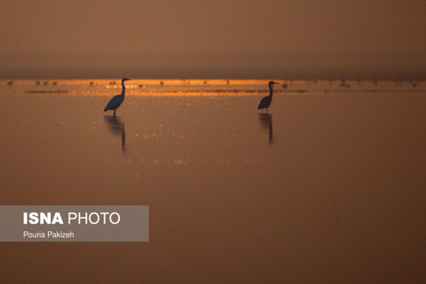 پرندگان آق گل
