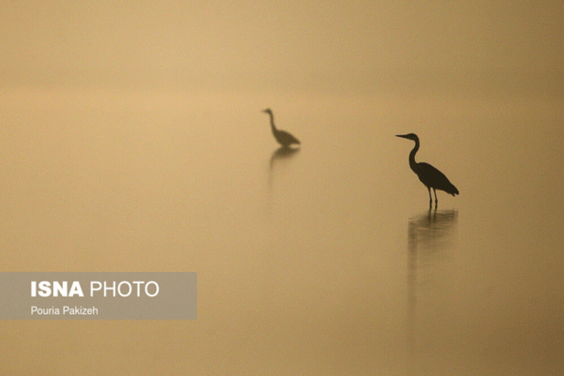 پرندگان آق گل