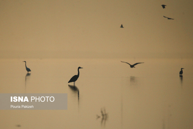 پرندگان آق گل