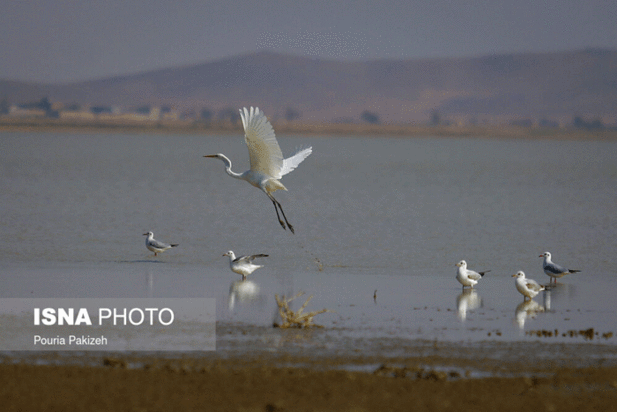 پرندگان آق گل