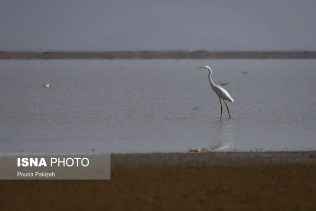 پرندگان آق گل