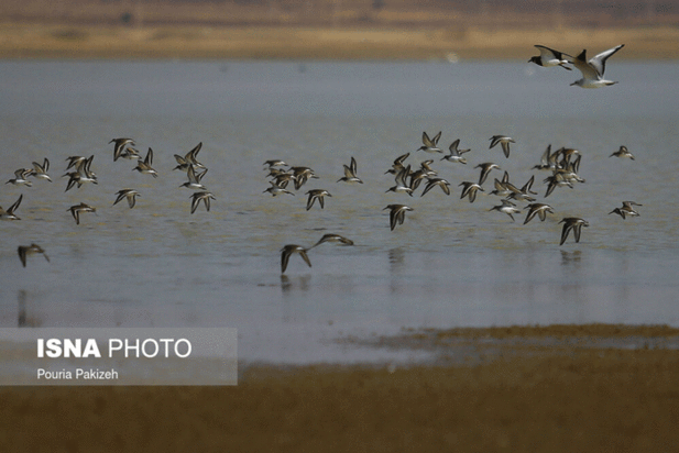 پرندگان آق گل