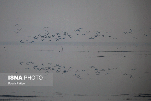 پرندگان آق گل