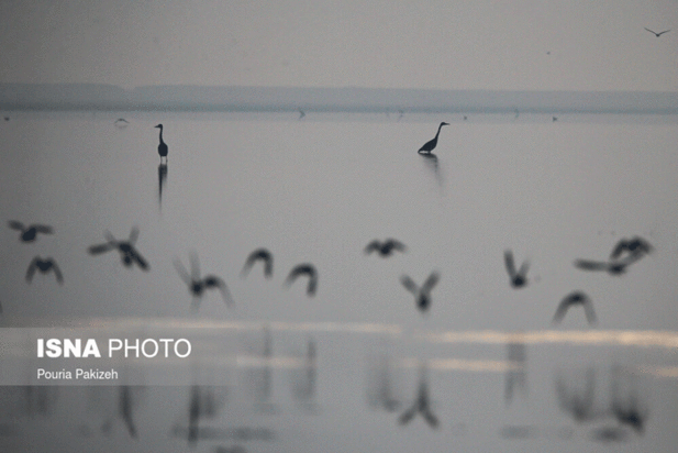 پرندگان آق گل