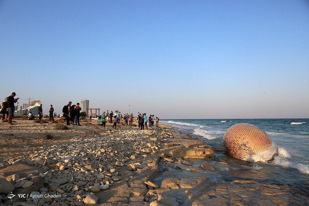 مرگ نهنگ به گل نشسته