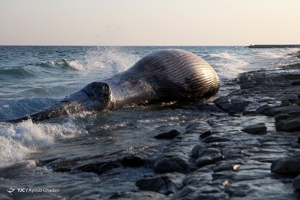 مرگ نهنگ به گل نشسته