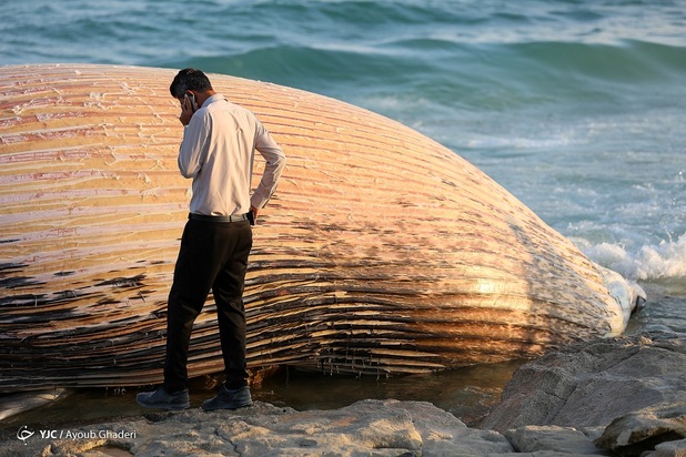 مرگ نهنگ به گل نشسته