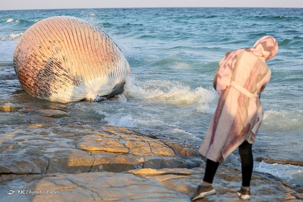 مرگ نهنگ به گل نشسته