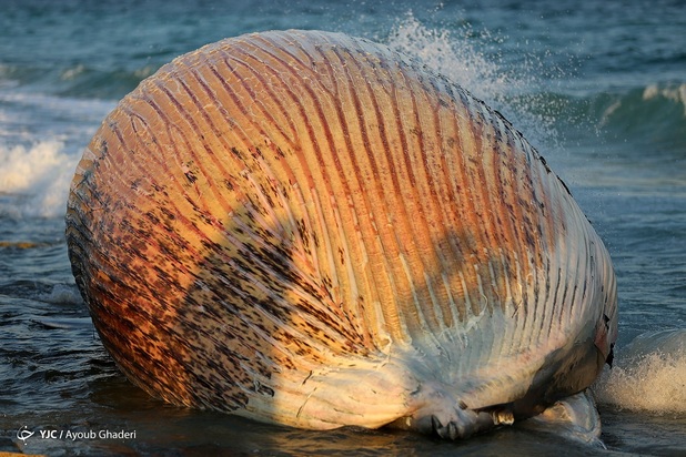 مرگ نهنگ به گل نشسته
