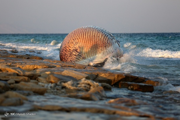 مرگ نهنگ به گل نشسته