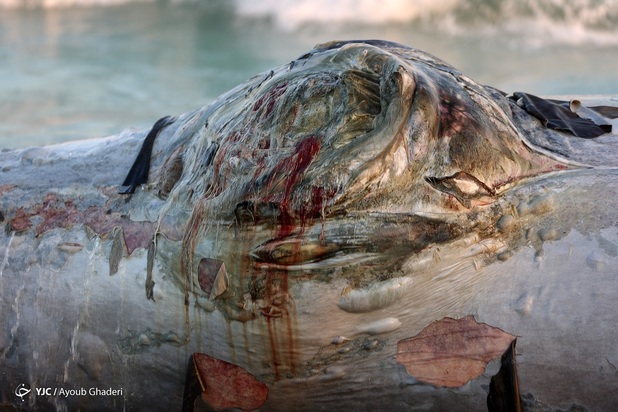 مرگ نهنگ به گل نشسته