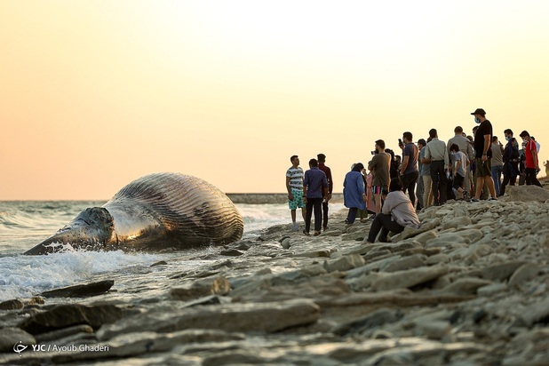 مرگ نهنگ به گل نشسته