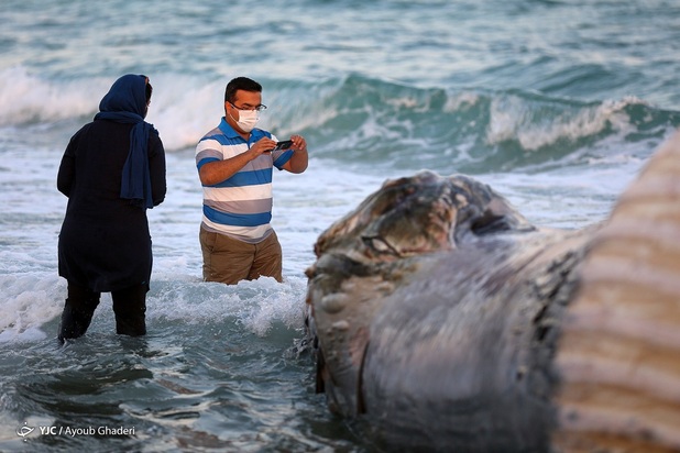 مرگ نهنگ به گل نشسته