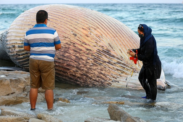مرگ نهنگ به گل نشسته