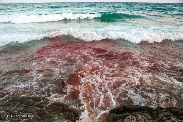 مرگ نهنگ به گل نشسته