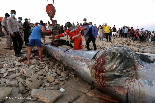 مرگ نهنگ به گل نشسته