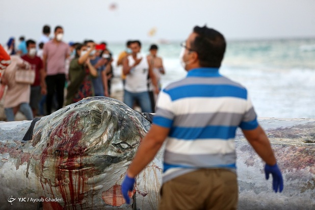 مرگ نهنگ به گل نشسته