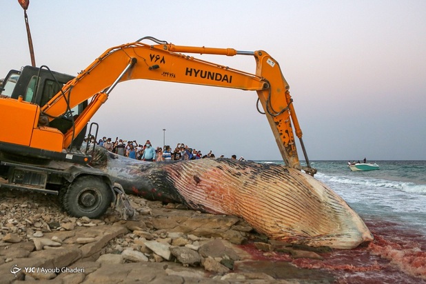 مرگ نهنگ به گل نشسته