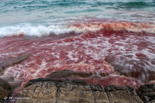 مرگ نهنگ به گل نشسته