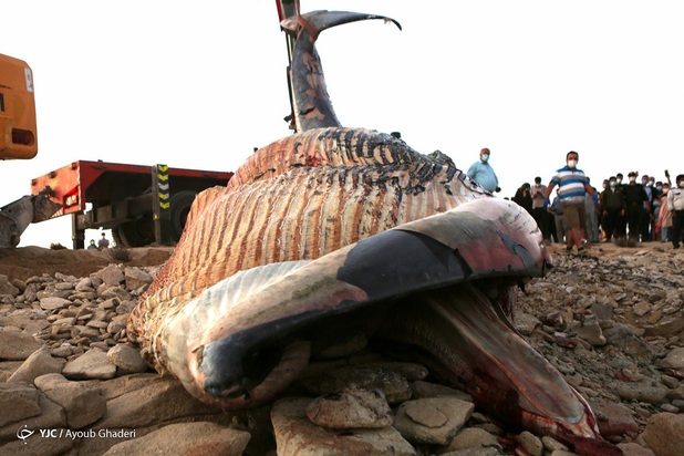 مرگ نهنگ به گل نشسته