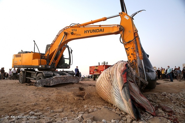 مرگ نهنگ به گل نشسته