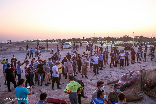 مرگ نهنگ به گل نشسته