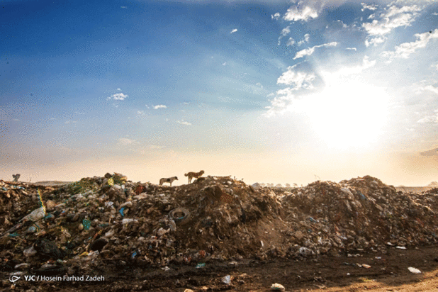 حیوانات میان پسماندهای بیمارستانی