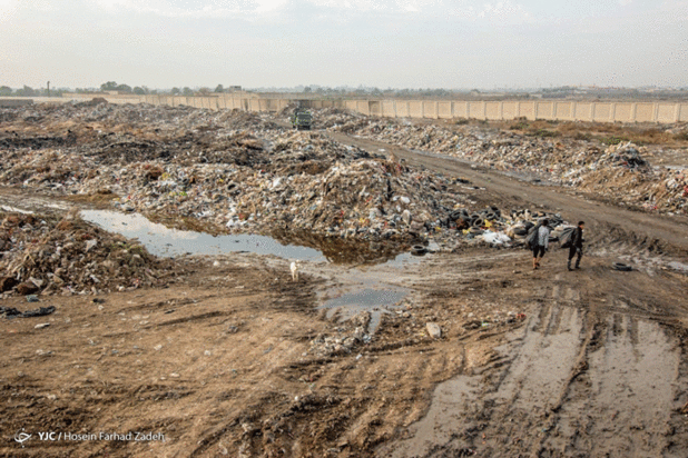 حیوانات میان پسماندهای بیمارستانی