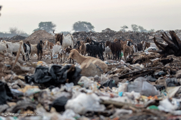 حیوانات میان پسماندهای بیمارستانی