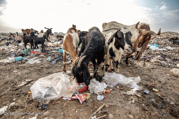 حیوانات میان پسماندهای بیمارستانی