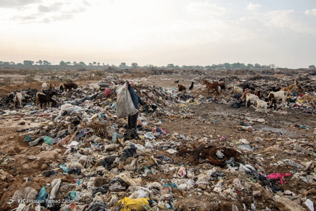 حیوانات میان پسماندهای بیمارستانی