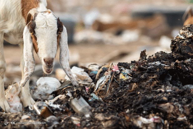 حیوانات میان پسماندهای بیمارستانی