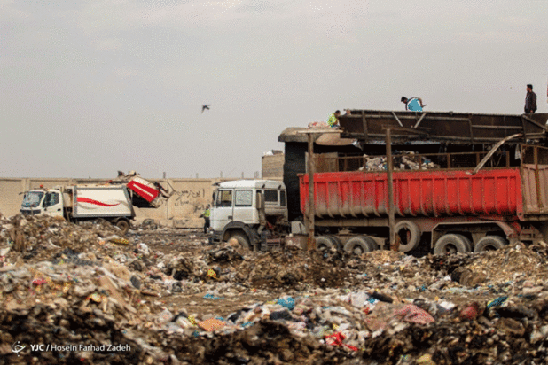 حیوانات میان پسماندهای بیمارستانی