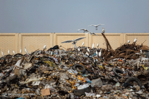 حیوانات میان پسماندهای بیمارستانی