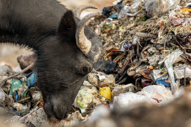 حیوانات میان پسماندهای بیمارستانی