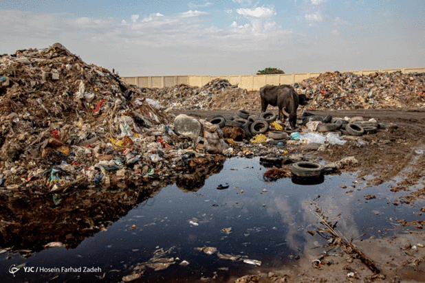 حیوانات میان پسماندهای بیمارستانی