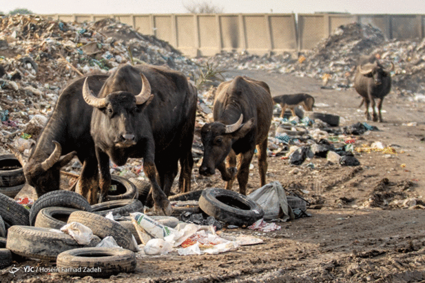 حیوانات میان پسماندهای بیمارستانی