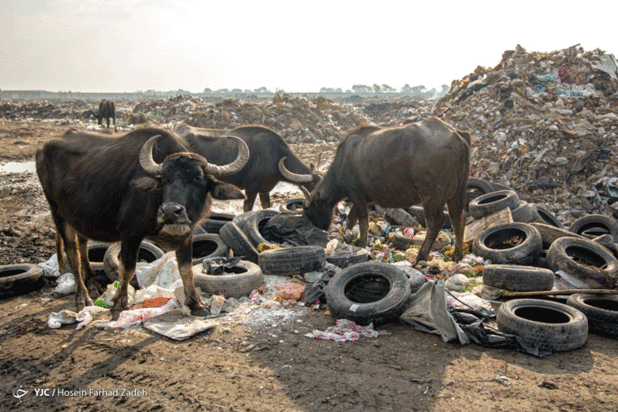 حیوانات میان پسماندهای بیمارستانی