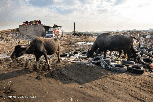 حیوانات میان پسماندهای بیمارستانی
