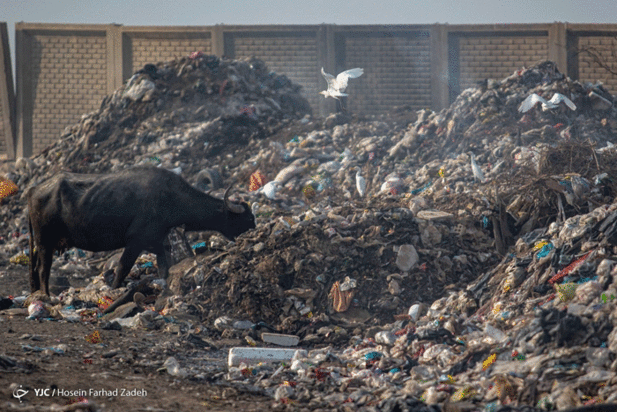 حیوانات میان پسماندهای بیمارستانی
