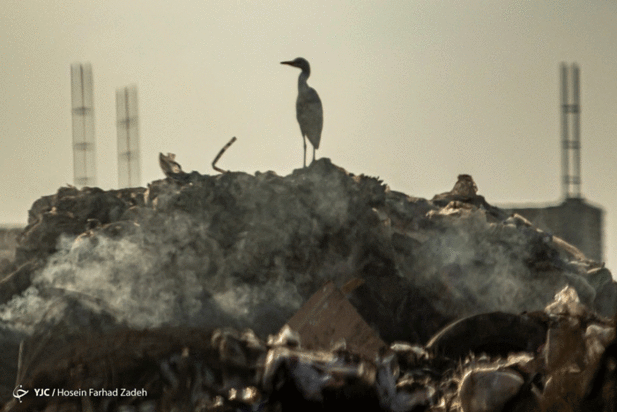 حیوانات میان پسماندهای بیمارستانی