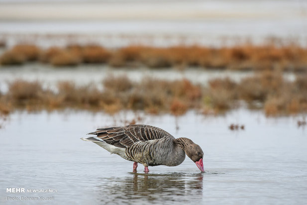 خطر شیوع آنفلوانزای فوق حاد پرندگان در تالاب میقان