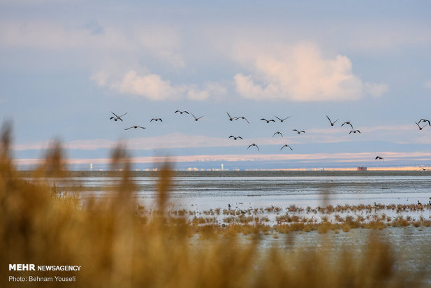 خطر شیوع آنفلوانزای فوق حاد پرندگان در تالاب میقان