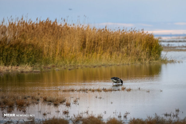 خطر شیوع آنفلوانزای فوق حاد پرندگان در تالاب میقان