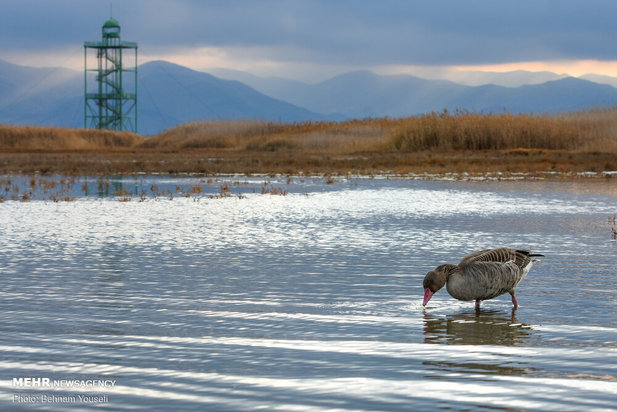 خطر شیوع آنفلوانزای فوق حاد پرندگان در تالاب میقان