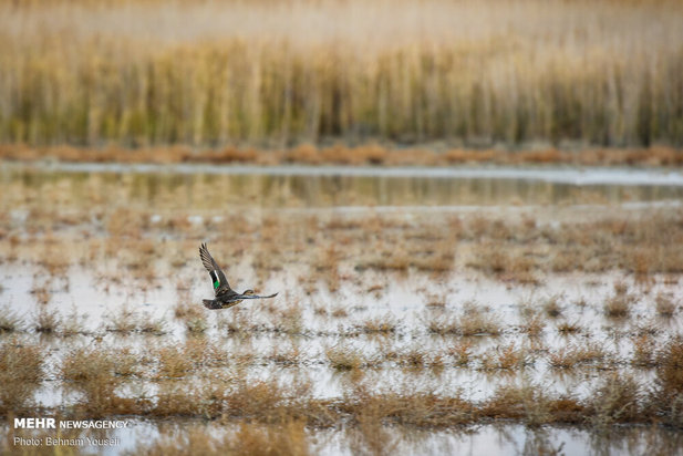 خطر شیوع آنفلوانزای فوق حاد پرندگان در تالاب میقان