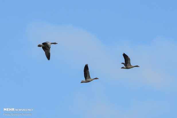 خطر شیوع آنفلوانزای فوق حاد پرندگان در تالاب میقان