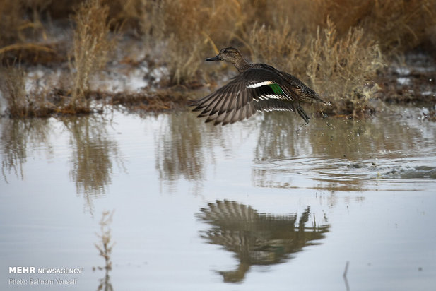 خطر شیوع آنفلوانزای فوق حاد پرندگان در تالاب میقان