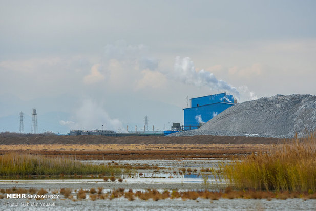خطر شیوع آنفلوانزای فوق حاد پرندگان در تالاب میقان
