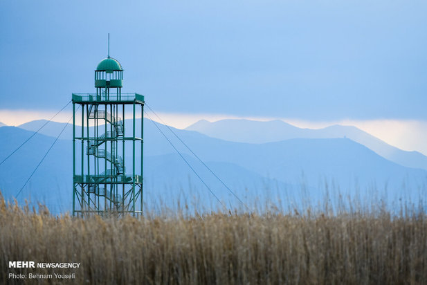 خطر شیوع آنفلوانزای فوق حاد پرندگان در تالاب میقان